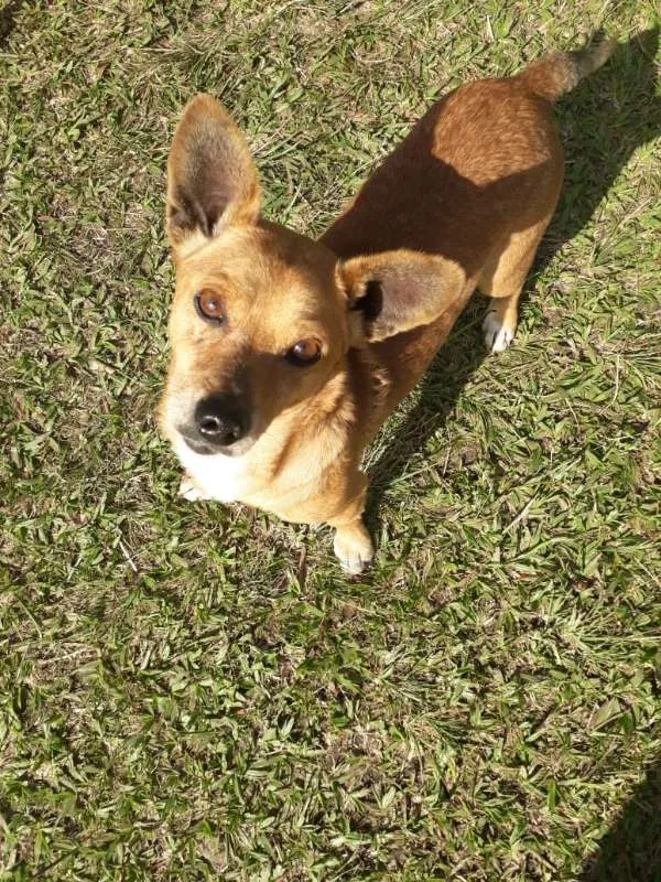 Cachorro ra a SRD idade 3 anos nome QUINDIM