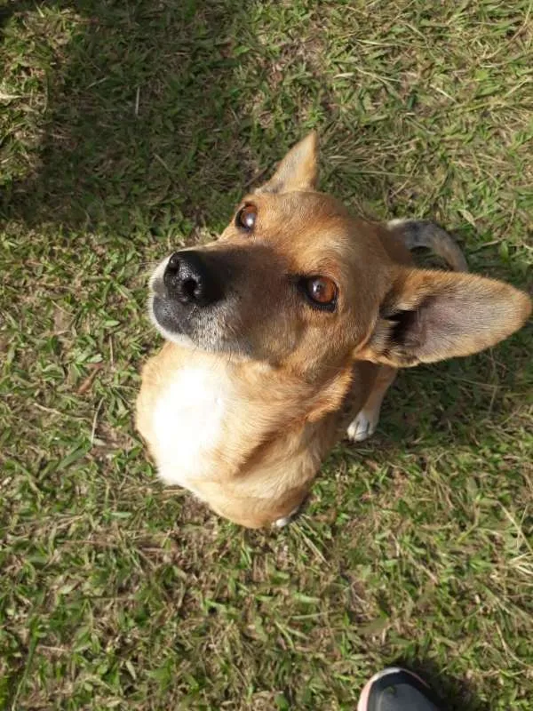 Cachorro ra a SRD idade 3 anos nome QUINDIM