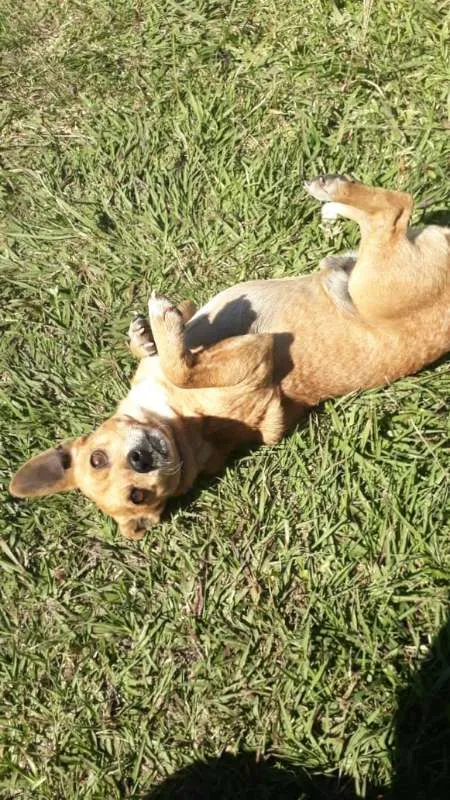 Cachorro ra a SRD idade 3 anos nome QUINDIM