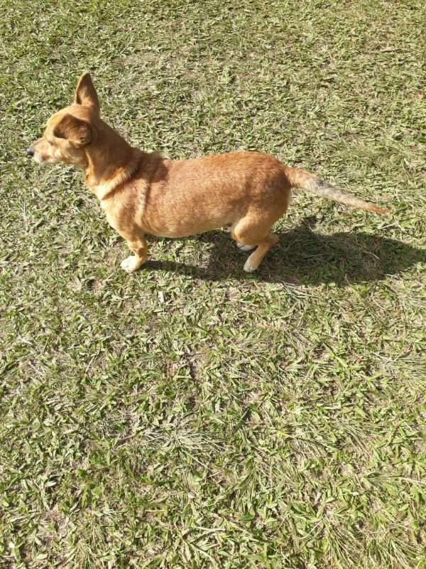 Cachorro ra a SRD idade 3 anos nome QUINDIM