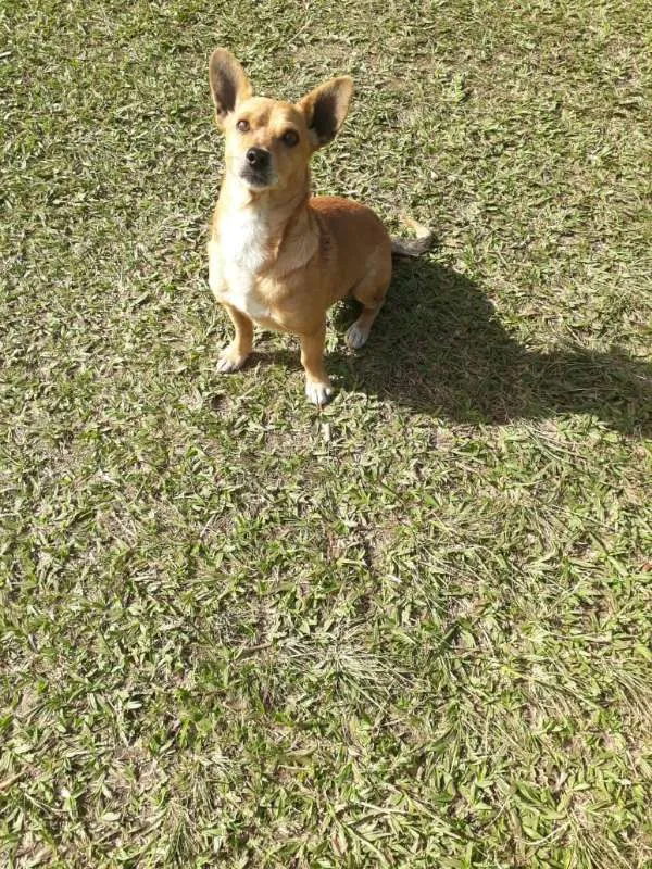 Cachorro ra a SRD idade 3 anos nome QUINDIM