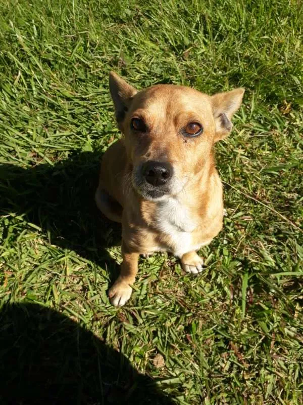 Cachorro ra a SRD idade 3 anos nome QUINDIM