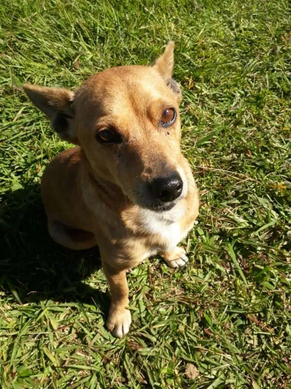 Cachorro ra a SRD idade 3 anos nome QUINDIM