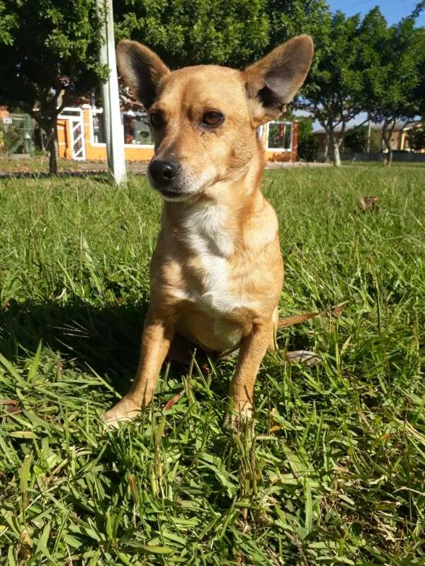Cachorro ra a SRD idade 3 anos nome QUINDIM