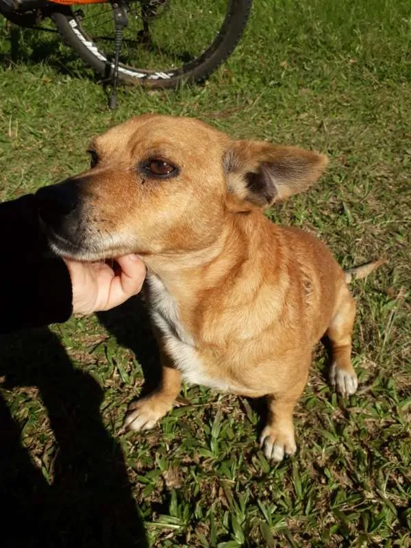 Cachorro ra a SRD idade 3 anos nome QUINDIM