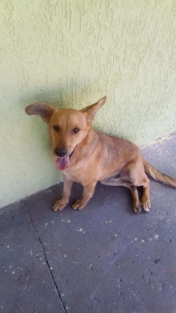 Cachorro ra a Duas raça  idade 7 a 11 meses nome Bob