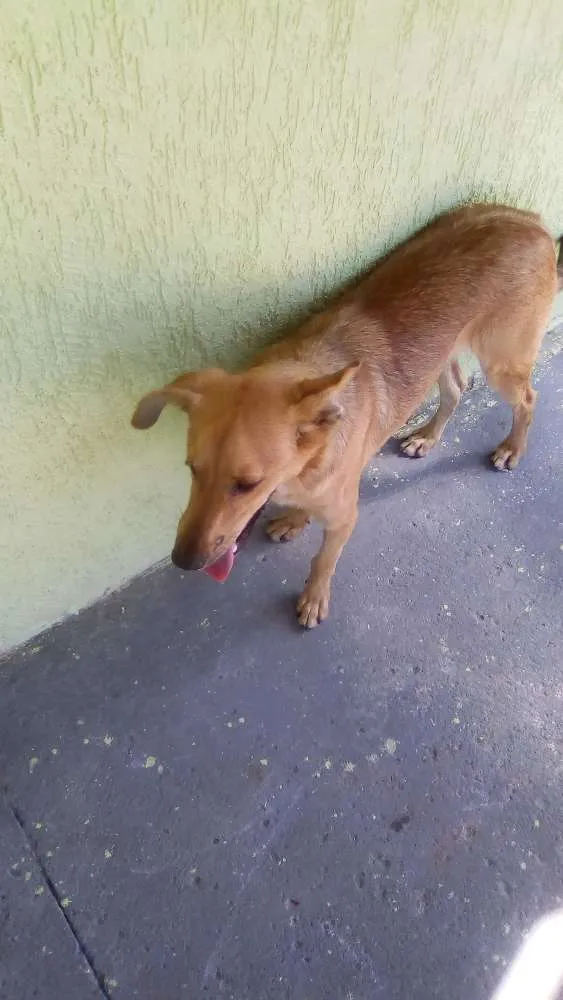 Cachorro ra a Duas raça  idade 7 a 11 meses nome Bob