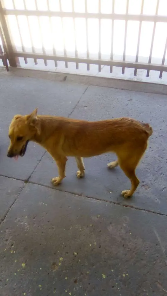 Cachorro ra a Duas raça  idade 7 a 11 meses nome Bob