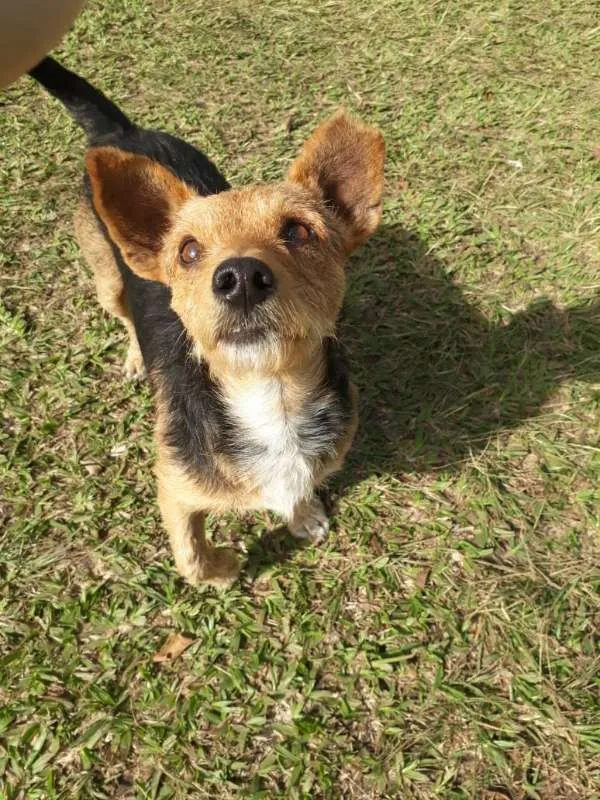 Cachorro ra a SRD idade 1 ano nome XERIFINHO