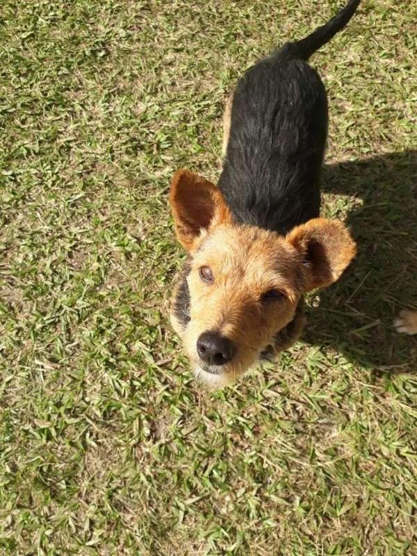 Cachorro ra a SRD idade 1 ano nome XERIFINHO