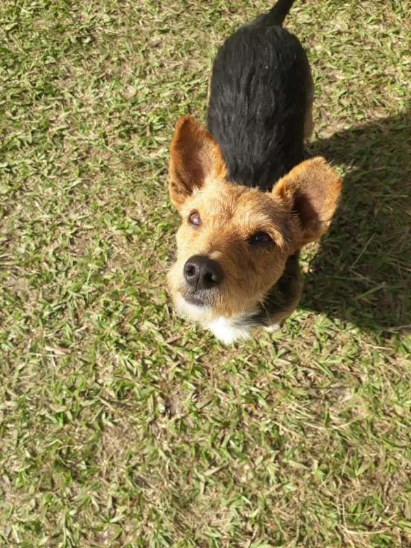 Cachorro ra a SRD idade 1 ano nome XERIFINHO