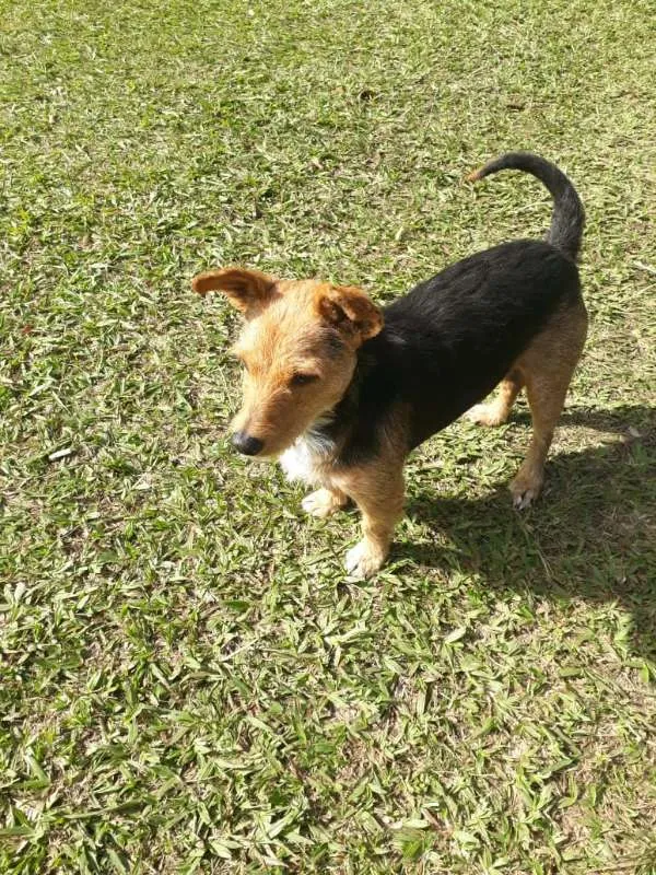 Cachorro ra a SRD idade 1 ano nome XERIFINHO