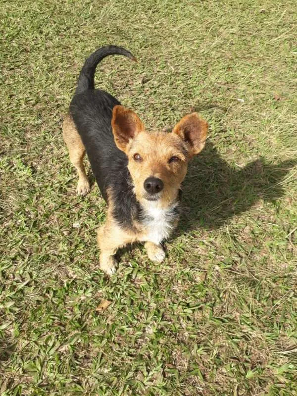Cachorro ra a SRD idade 1 ano nome XERIFINHO