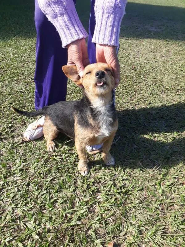 Cachorro ra a SRD idade 1 ano nome XERIFINHO