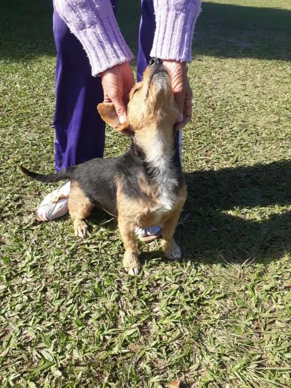 Cachorro ra a SRD idade 1 ano nome XERIFINHO