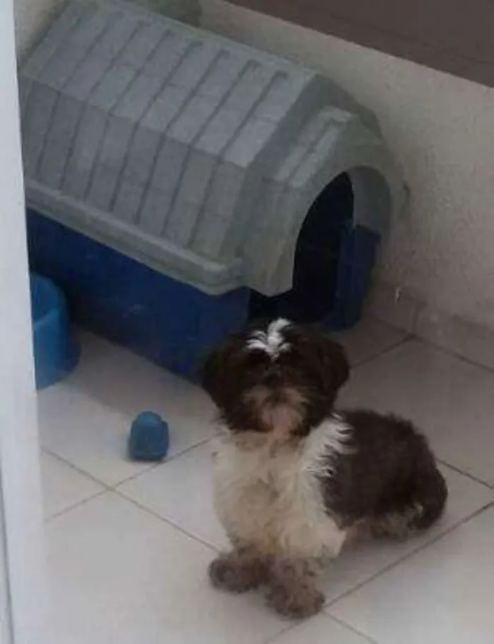 Cachorro ra a Shih tzu idade 4 anos nome Trovão the laay roy