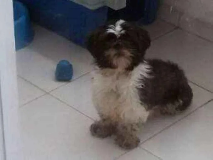Cachorro ra a Shih tzu idade 4 anos nome Trovão the laay roy
