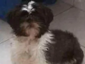 Cachorro raça Shih tzu idade 4 anos nome Trovão the laay roy