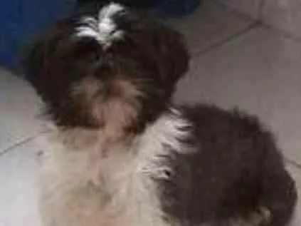 Cachorro ra a Shih tzu idade 4 anos nome Trovão the laay roy