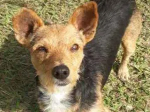 Cachorro raça SRD idade 1 ano nome XERIFINHO