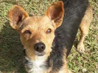 Cachorro ra a SRD idade 1 ano nome XERIFINHO