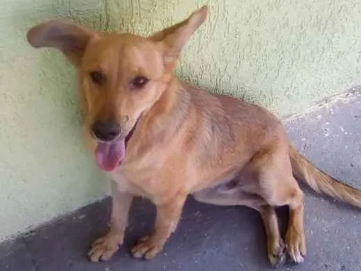 Cachorro ra a Duas raça  idade 7 a 11 meses nome Bob