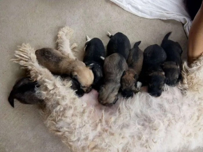 Cachorro raça Poodle idade Abaixo de 2 meses nome 8 FILHOTES