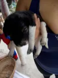 8 FILHOTES