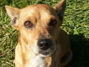 Cachorro raça SRD idade 3 anos nome QUINDIM