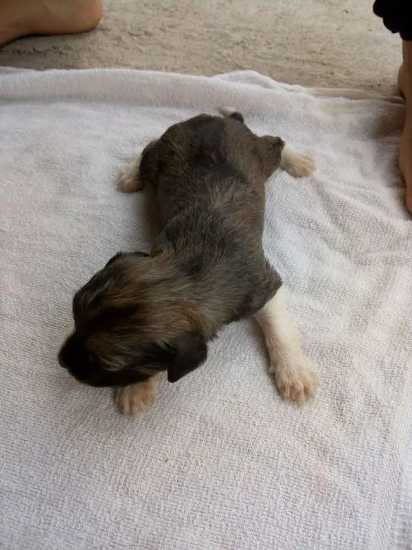 Cachorro raça Poodle idade Abaixo de 2 meses nome 8 FILHOTES