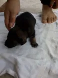 8 FILHOTES