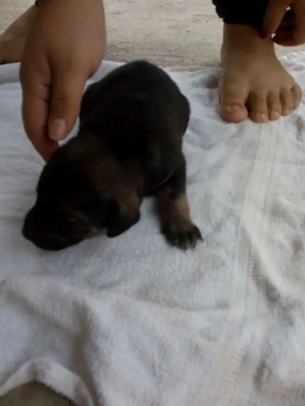 Cachorro raça Poodle idade Abaixo de 2 meses nome 8 FILHOTES