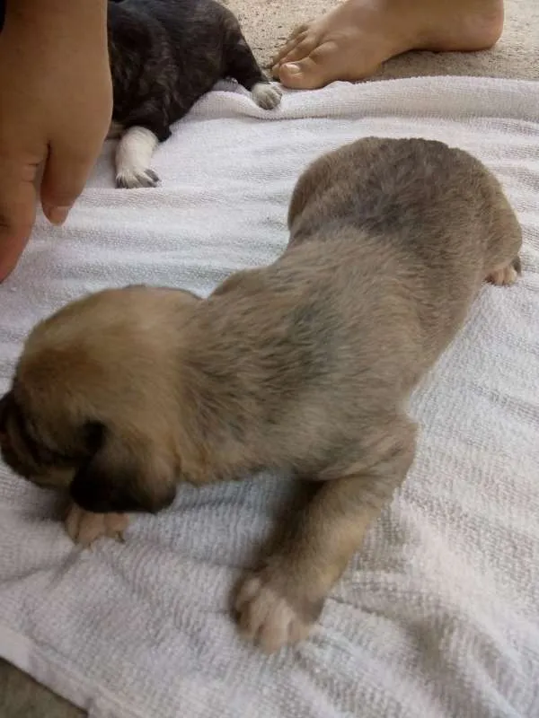 Cachorro raça Poodle idade Abaixo de 2 meses nome 8 FILHOTES