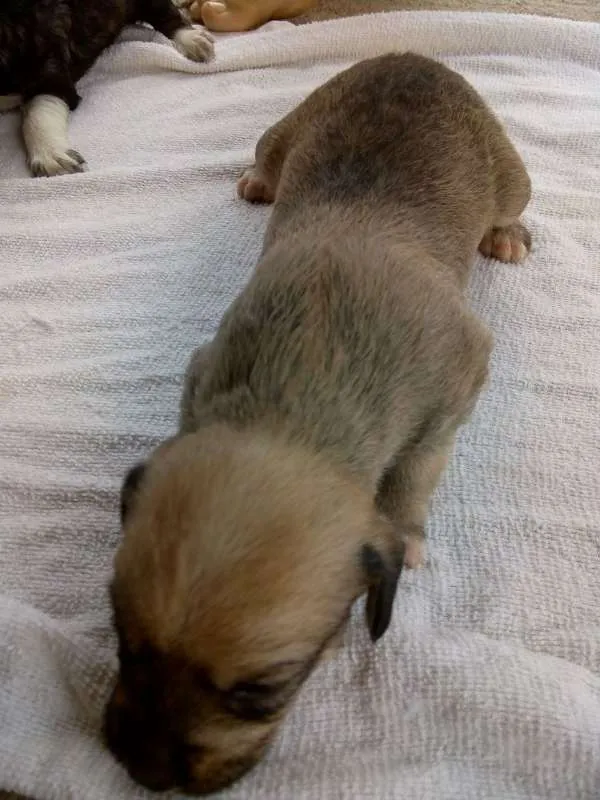 Cachorro raça Poodle idade Abaixo de 2 meses nome 8 FILHOTES