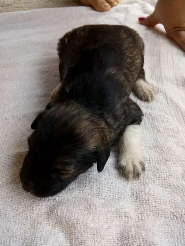 Cachorro raça Poodle idade Abaixo de 2 meses nome 8 FILHOTES