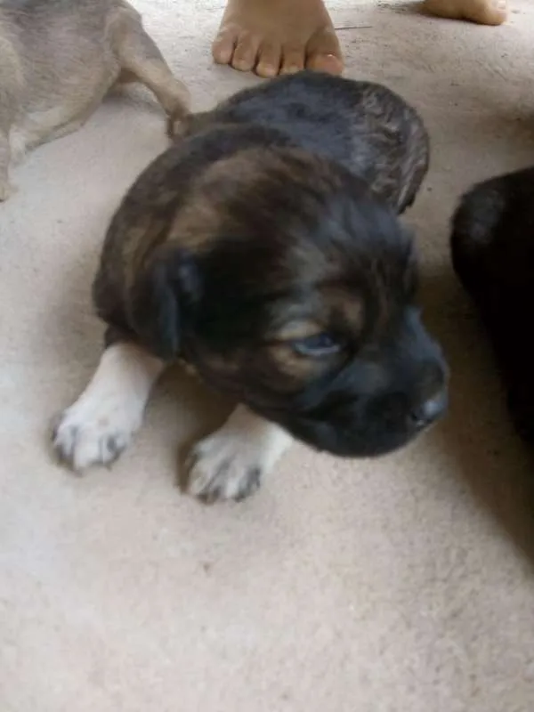 Cachorro raça Poodle idade Abaixo de 2 meses nome 8 FILHOTES