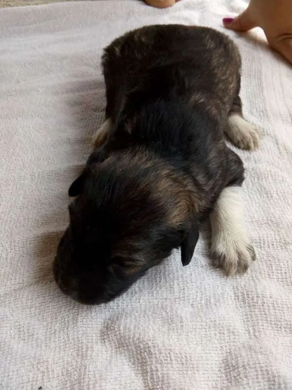 Cachorro raça Poodle idade Abaixo de 2 meses nome 8 FILHOTES