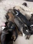 8 FILHOTES