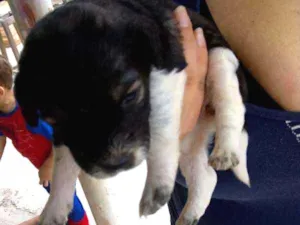 Cachorro raça Poodle idade Abaixo de 2 meses nome 8 FILHOTES