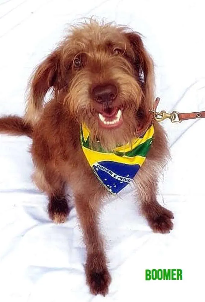 Cachorro ra a Srd  idade 1 ano nome Boomer