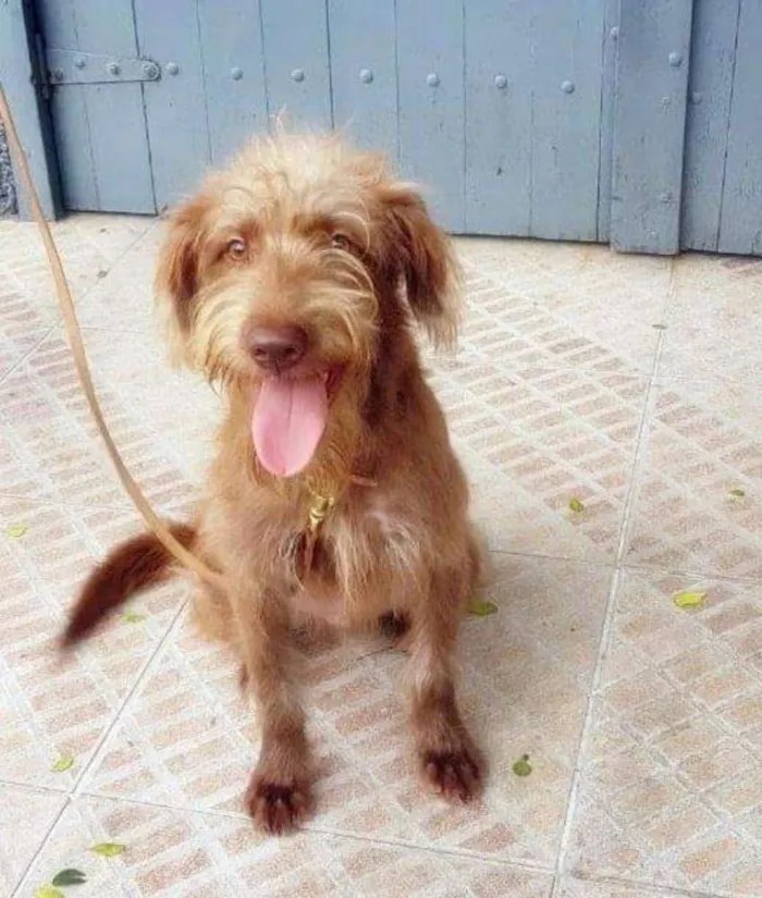 Cachorro ra a Srd  idade 1 ano nome Boomer