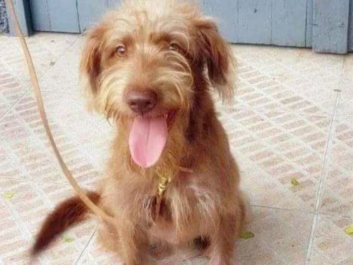 Cachorro ra a Srd  idade 1 ano nome Boomer