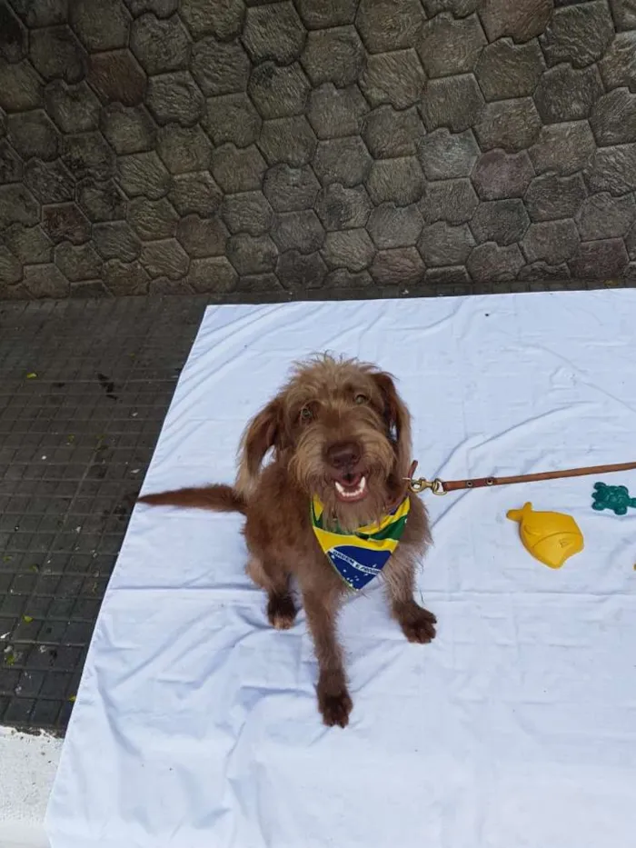 Cachorro ra a Srd  idade 1 ano nome Boomer