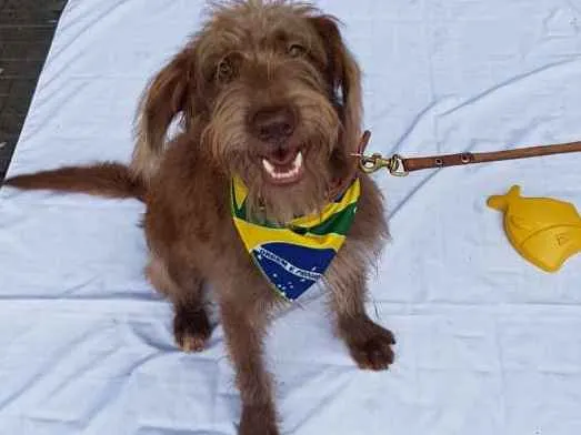 Cachorro ra a Srd  idade 1 ano nome Boomer