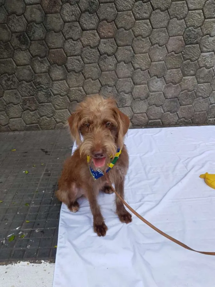 Cachorro ra a Srd  idade 1 ano nome Boomer