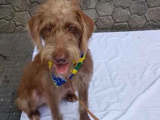 Cachorro ra a Srd  idade 1 ano nome Boomer