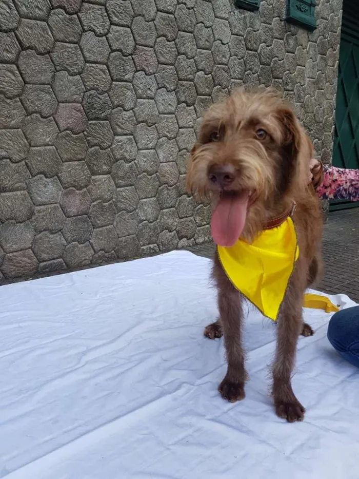 Cachorro ra a Srd  idade 1 ano nome Boomer
