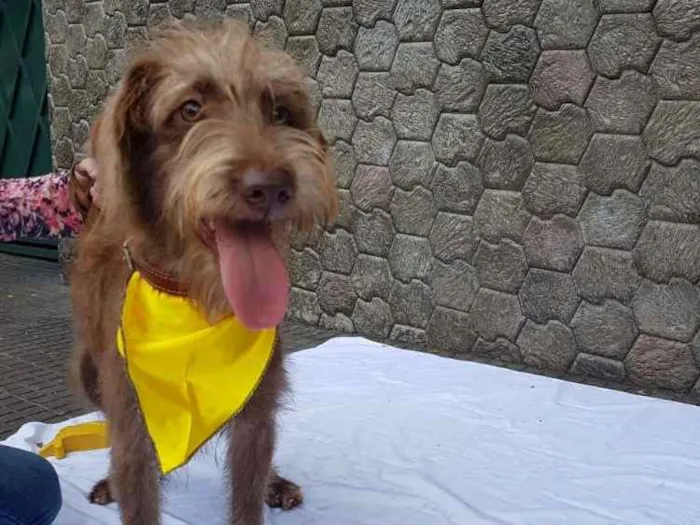 Cachorro ra a Srd  idade 1 ano nome Boomer