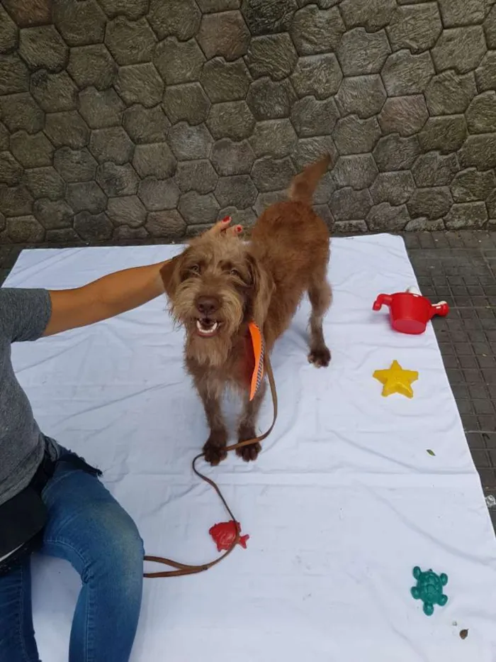 Cachorro ra a Srd  idade 1 ano nome Boomer