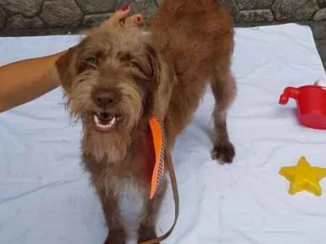 Cachorro ra a Srd  idade 1 ano nome Boomer